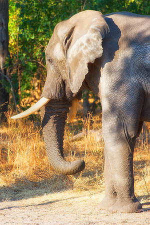 Africa, Africa, Africa, Botswana, Botswana, Chobe, Dumbo, India, Kenya, Kenya, Mara, Masai, Moremi, Namibia, Namibia, Savuti, South, South, Tanzania, Tanzania, Zambia, Zimbabwe, ears, elephant, elepha