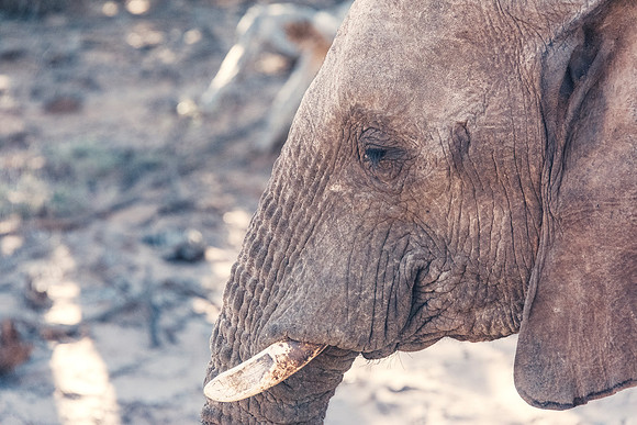 Desert Elephant