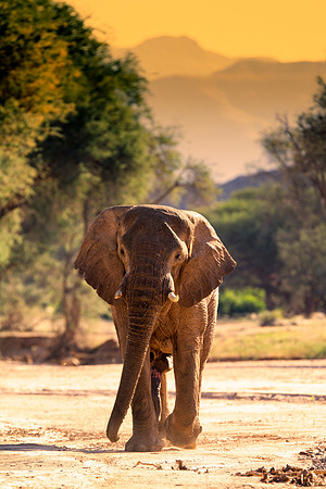 Bertazzoni, Botswana, Chobe, Dumbo, India, Kenya, Mara, Masai, Moremi, Namibia, Namibia, Savuti, "South Africa", Tanzania, Zambia, Zimbabwe, baby, "desert elephants in the night", ears, elephant, fric