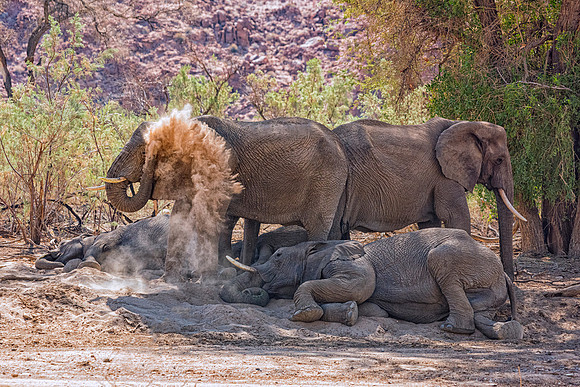 Desert Elephants