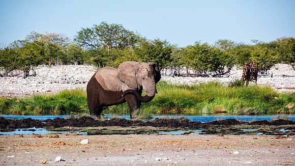Bull Elephant - Etosha
