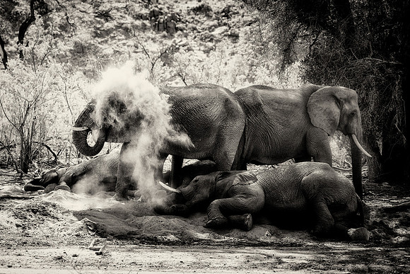 Desert Elephants