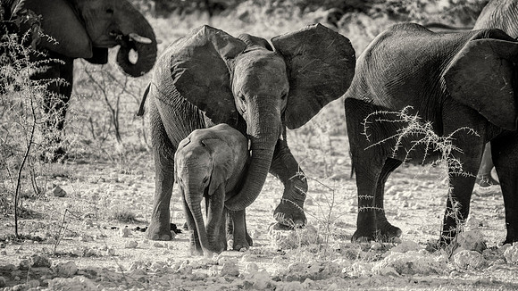 Elephants - Etosha