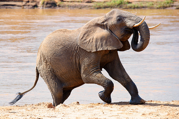 Africa, Bertazzoni, Botswana, Chobe, Dumbo, India, Kenya, Mara, Masai, Moremi, Namibia, Namibia, Savuti, "South Africa", Tanzania, Zambia, Zimbabwe, baby, "black & white", ears, elephant, illegal, ivo