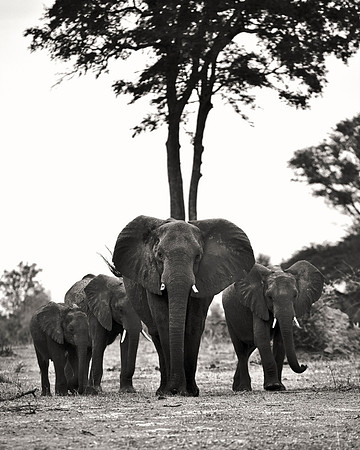 Africa, Africa, Africa, Botswana, Botswana, Chobe, Dumbo, India, Kenya, Kenya, Mara, Masai, Moremi, Namibia, Namibia, Savuti, South, South, Tanzania, Tanzania, Zambia, Zimbabwe, black, "black & white"