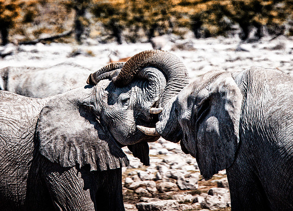 Friends - Etosha