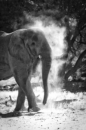 Bertazzoni, Botswana, Chobe, Dumbo, India, Kenya, Mara, Masai, Moremi, Namibia, Namibia, Savuti, "South Africa", Tanzania, Zambia, Zimbabwe, baby, "desert elephants in the night", ears, elephant, fric