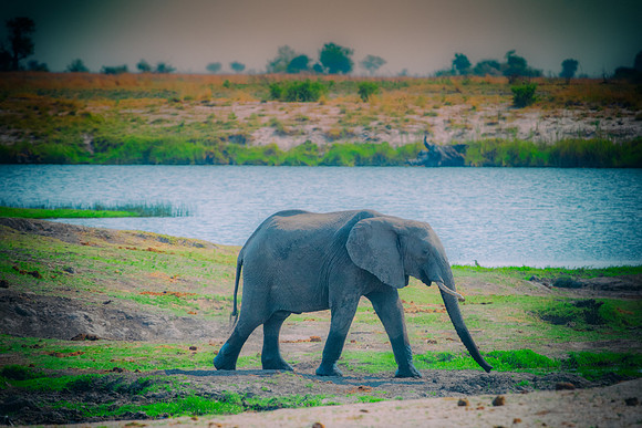 Africa, Africa, Africa, Botswana, Botswana, Chobe, Dumbo, India, Kenya, Kenya, Mara, Masai, Moremi, Namibia, Namibia, Savuti, South, South, Tanzania, Tanzania, Zambia, Zimbabwe, black, "black & white"