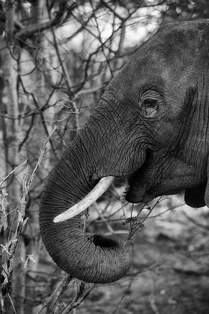 Africa, Africa, Africa, Botswana, Botswana, Chobe, Dumbo, India, Kenya, Kenya, Mara, Masai, Moremi, Namibia, Namibia, Savuti, South, South, Tanzania, Tanzania, Zambia, Zimbabwe, ears, elephant, elepha