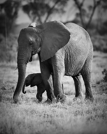 Africa, Bertazzoni, Botswana, Chobe, Dumbo, India, Kenya, Mara, Masai, Moremi, Namibia, Namibia, Savuti, "South Africa", Tanzania, Zambia, Zimbabwe, baby, "black & white", ears, elephant, illegal, ivo