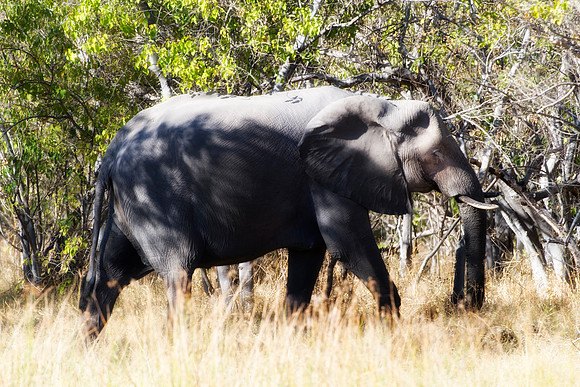 Africa, Africa, Africa, Botswana, Botswana, Chobe, Dumbo, India, Kenya, Kenya, Mara, Masai, Moremi, Namibia, Namibia, Savuti, South, South, Tanzania, Tanzania, Zambia, Zimbabwe, ears, elephant, elepha