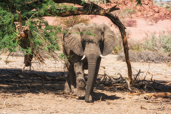 Desert Elephants