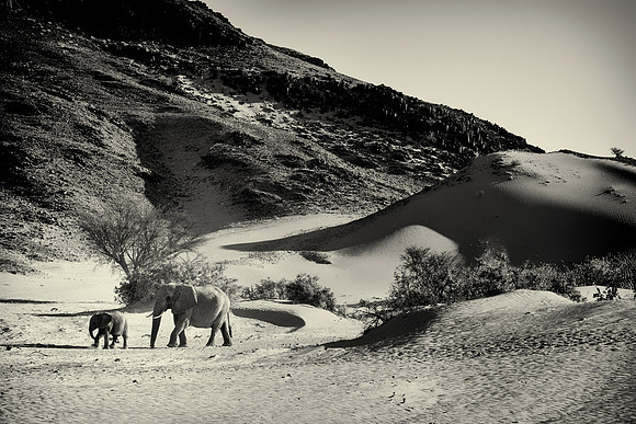 Desert Elephants