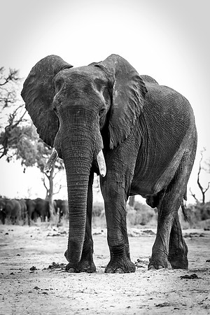 Africa, Africa, Africa, Botswana, Botswana, Chobe, Dumbo, India, Kenya, Kenya, Mara, Masai, Moremi, Namibia, Namibia, Savuti, South, South, Tanzania, Tanzania, Zambia, Zimbabwe, black, "black & white"
