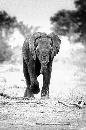 Africa, Africa, Africa, Botswana, Botswana, Chobe, Dumbo, India, Kenya, Kenya, Mara, Masai, Moremi, Namibia, Namibia, Savuti, South, South, Tanzania, Tanzania, Zambia, Zimbabwe, black, "black & white"