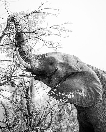 Africa, Africa, Africa, Botswana, Botswana, Chobe, Dumbo, India, Kenya, Kenya, Mara, Masai, Moremi, Namibia, Namibia, Savuti, South, South, Tanzania, Tanzania, Zambia, Zimbabwe, black, "black & white"