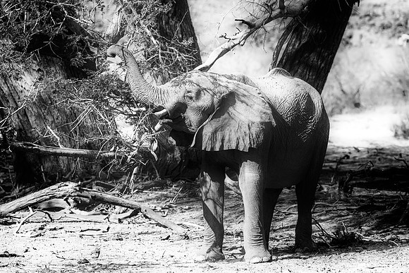 Desert Elephant