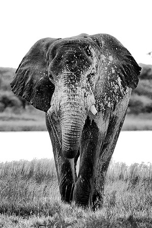 Etosha, Kenia, "black & white", elephant, park, poaching, safari, savanna, tusk
