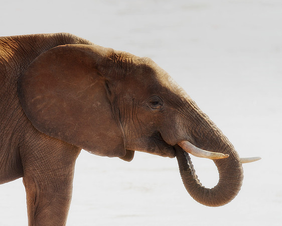 Africa, Bertazzoni, Botswana, Chobe, Dumbo, India, Kenya, Mara, Masai, Moremi, Namibia, Namibia, Savuti, "South Africa", Tanzania, Zambia, Zimbabwe, baby, "black & white", ears, elephant, illegal, ivo