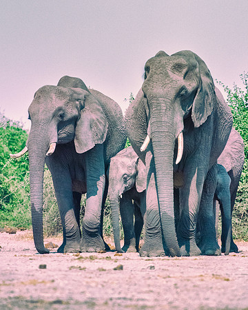 Africa, Africa, Africa, Botswana, Botswana, Chobe, Dumbo, India, Kenya, Kenya, Mara, Masai, Moremi, Namibia, Namibia, Savuti, South, South, Tanzania, Tanzania, Zambia, Zimbabwe, black, "black & white"