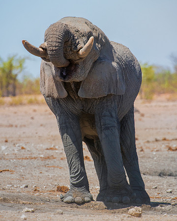 Africa, Africa, Africa, Botswana, Botswana, Chobe, Dumbo, India, Kenya, Kenya, Mara, Masai, Moremi, Namibia, Namibia, Savuti, South, South, Tanzania, Tanzania, Zambia, Zimbabwe, black, "black & white"
