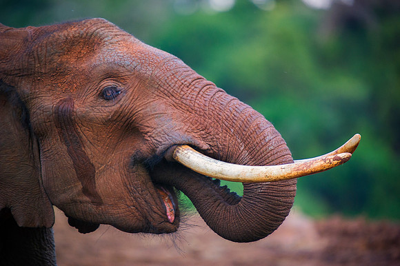 Bertazzoni, Botswana, Chobe, Dumbo, India, Kenya, Mara, Masai, Moremi, Namibia, Namibia, Savuti, "South Africa", Tanzania, Zambia, Zimbabwe, baby, ears, elephant, frica, illegal, ivory, jungle, pack,