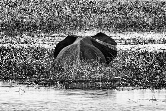 elephant, elephant, illegal, ivory, ivory, jungle, jungle, pack, parks, poaching, poaching, safari, safari, savanna, savanna, trade, trunk, trunk, tusk, tusks, wildlife, wildlife, zoo, ears
