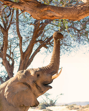Bertazzoni, Botswana, Chobe, Dumbo, India, Kenya, Mara, Masai, Moremi, Namibia, Namibia, Savuti, "South Africa", Tanzania, Zambia, Zimbabwe, baby, "desert elephants in the night", ears, elephant, fric