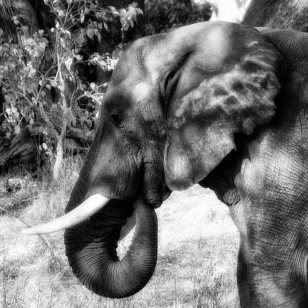 Africa, Botswana, India, Kenya, artistic, bertazzoni, "black & white", details, ears, elephant, ivory, mouth, nature, poaching, safari, tusks, Zambia, Zimbabwe, "South Africa", Namibia, Botswana, ivor