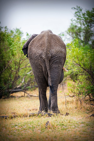 Africa, Africa, Africa, Botswana, Botswana, Chobe, Dumbo, India, Kenya, Kenya, Mara, Masai, Moremi, Namibia, Namibia, Savuti, South, South, Tanzania, Tanzania, Zambia, Zimbabwe, black, "black & white"