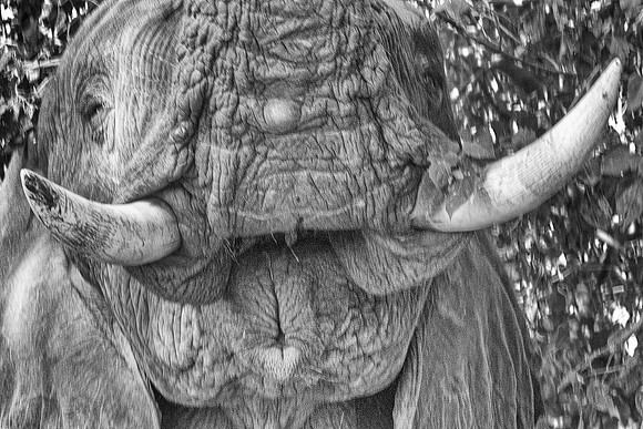 elephant, mouth, tusks, ears, Africa, India, safari, "black & white", bertazzoni, artistic, details, nature, Kenya, Botswana, poaching, ivory