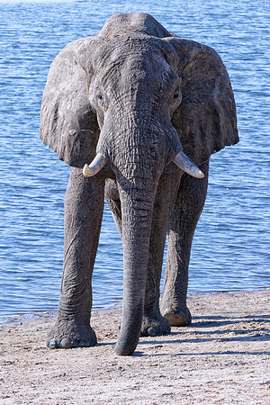Africa, Africa, Africa, Botswana, Botswana, Chobe, Dumbo, India, Kenya, Kenya, Mara, Masai, Moremi, Namibia, Namibia, Savuti, South, South, Tanzania, Tanzania, Zambia, Zimbabwe, ears, elephant, elepha