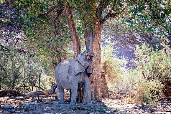 Desert Elephant