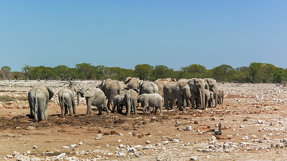 Elephants - Etosha