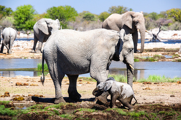 Baby Elephant - Etosha