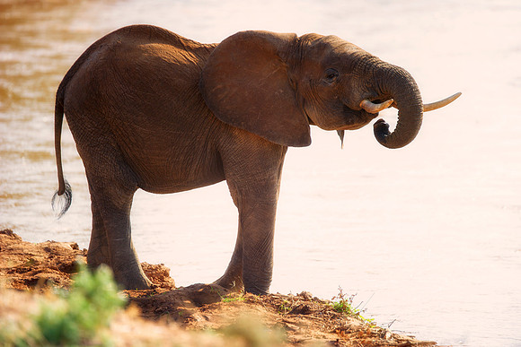 Africa, Bertazzoni, Botswana, Chobe, Dumbo, India, Kenya, Mara, Masai, Moremi, Namibia, Namibia, Savuti, "South Africa", Tanzania, Zambia, Zimbabwe, baby, "black & white", ears, elephant, illegal, ivo