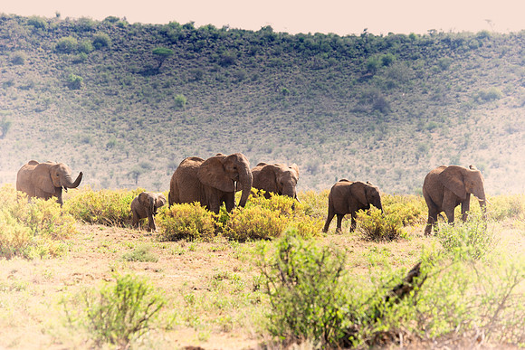 Africa, Bertazzoni, Botswana, Chobe, Dumbo, India, Kenya, Mara, Masai, Moremi, Namibia, Namibia, Savuti, "South Africa", Tanzania, Zambia, Zimbabwe, baby, "black & white", ears, elephant, illegal, ivo