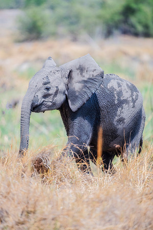 Africa, Africa, Africa, Botswana, Botswana, Chobe, Dumbo, India, Kenya, Kenya, Mara, Masai, Moremi, Namibia, Namibia, Savuti, South, South, Tanzania, Tanzania, Zambia, Zimbabwe, black, "black & white"