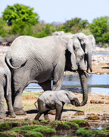 Baby Elephant - Etosha