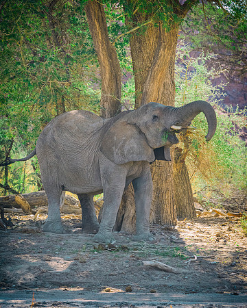Desert Elephant