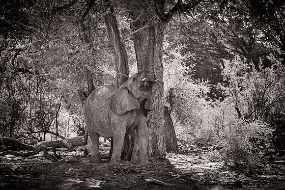 Desert Elephant