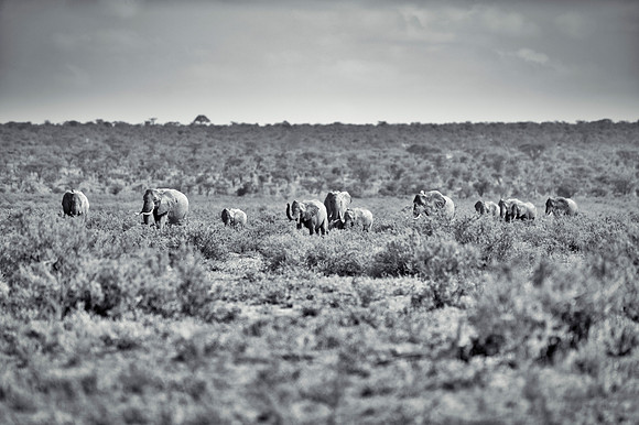 Africa, Bertazzoni, Botswana, Chobe, Dumbo, India, Kenya, Mara, Masai, Moremi, Namibia, Namibia, Savuti, "South Africa", Tanzania, Zambia, Zimbabwe, baby, "black & white", ears, elephant, illegal, ivo