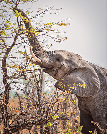 Africa, Africa, Africa, Botswana, Botswana, Chobe, Dumbo, India, Kenya, Kenya, Mara, Masai, Moremi, Namibia, Namibia, Savuti, South, South, Tanzania, Tanzania, Zambia, Zimbabwe, black, "black & white"