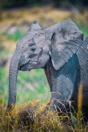 Africa, Africa, Africa, Botswana, Botswana, Chobe, Dumbo, India, Kenya, Kenya, Mara, Masai, Moremi, Namibia, Namibia, Savuti, South, South, Tanzania, Tanzania, Zambia, Zimbabwe, black, "black & white"