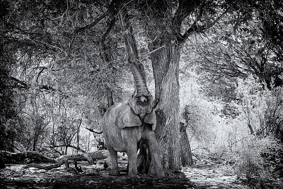 Desert Elephant