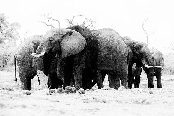 Africa, Africa, Africa, Botswana, Botswana, Chobe, Dumbo, India, Kenya, Kenya, Mara, Masai, Moremi, Namibia, Namibia, Savuti, South, South, Tanzania, Tanzania, Zambia, Zimbabwe, black, "black & white"