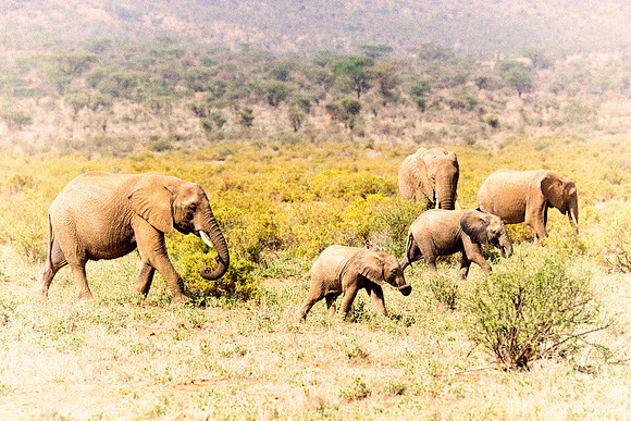 Africa, Bertazzoni, Botswana, Chobe, Dumbo, India, Kenya, Mara, Masai, Moremi, Namibia, Namibia, Savuti, "South Africa", Tanzania, Zambia, Zimbabwe, baby, "black & white", ears, elephant, illegal, ivo