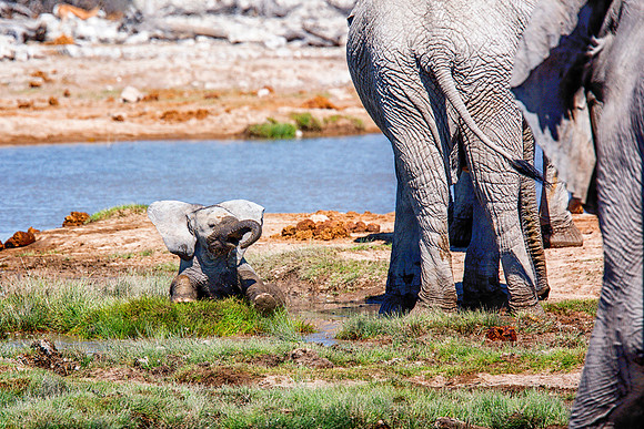 Baby Elephant - Etosha
