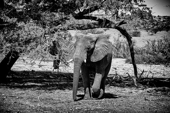 Desert Elephant