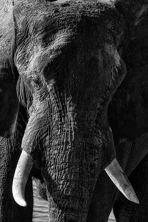 Africa, Africa, Africa, Botswana, Botswana, Chobe, Dumbo, India, Kenya, Kenya, Mara, Masai, Moremi, Namibia, Namibia, Savuti, South, South, Tanzania, Tanzania, Zambia, Zimbabwe, ears, elephant, elepha